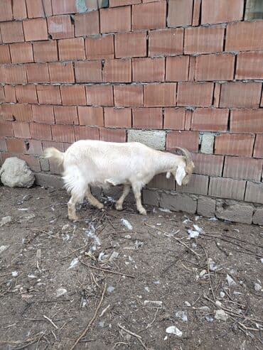 Inəklər, öküzlər: Keçilər dəsti satılır – ümumi 6 baş • 1 baş hələpnən × sanen dönməsi — 12