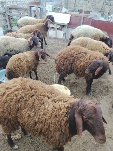 bmw 3 серия 328xi at: Erkək, Qala, il: 1, 70 kq — 30