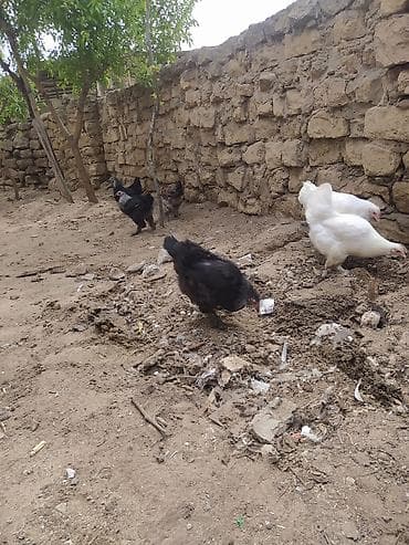 toyuq cucə satışı: Salam 6dene toyuqlar satilir - Yard şəraitində saxlanılan bir neçə — 2