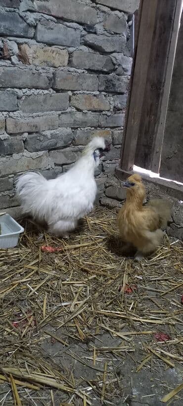 coban iti balası: Pon Pon Cütü 65 azn — 1