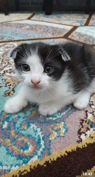 Akvariumlar: Şotland yastı qulaq, Erkək, Dişi, Ünvandan götürmə — 2