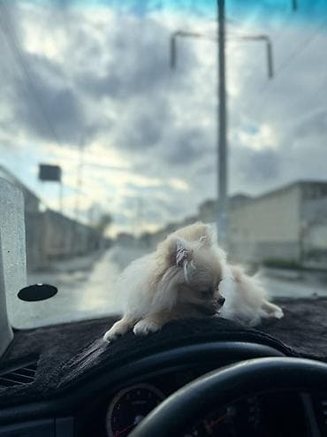 puldur: Şpitz, 5 ay, Dişi, Pulsuz çatdırılma — 5