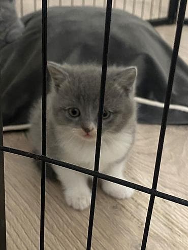 pişik oyuncaqları: Şotland — 2