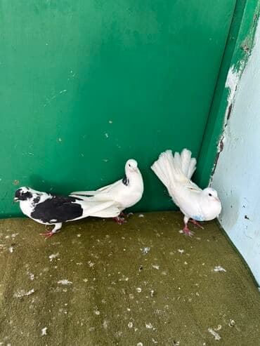 pulsuz heyvanlar verilir: Göyərçinlər – dekorativ növ - Şəkillərdə 3 ədəd dekorativ göyərçin — 1