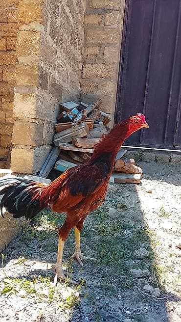 Satılır 7 aylıqdır aşağı yeri yoxdur 60 manata — 3