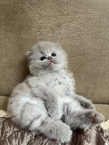 pişik geyimi: Şotland — 9