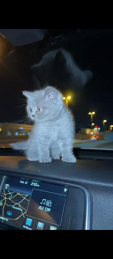 pişik balası satılır: Britan bala satılır. Erkəkdir. 1 ay 20 günlükdür, qurd dərmanı — 4