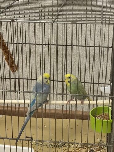 Salam, rainbow cutluk satilir. Geniw qefesi, yuvasi, qablari, yemine lalafo.az -da Salam, rainbow cutluk satilir. Geniw qefesi, yuvasi, qablari, yemine