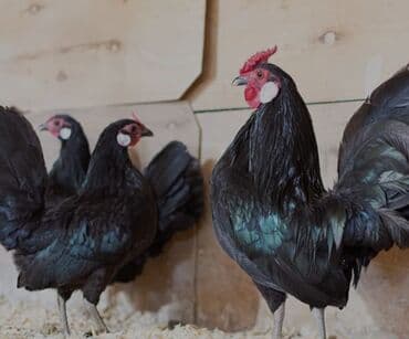 cuceye verilen adlar: Toyuq, Yumurtalıq — 1