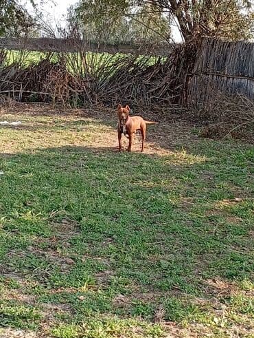 İtlər: Pitbul — 2