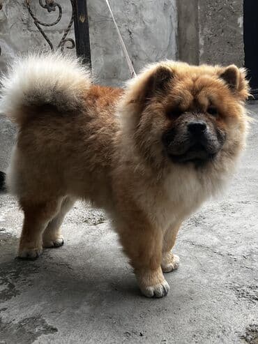 labrador retriever satilir: Çau-Çau, 7 ay, Erkek, Sənədli — 8