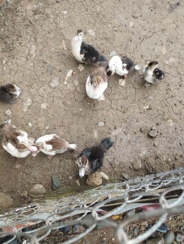 bakida cins ineklerin satisi: Самка, | Lal ordek, Для разведения, Бесплатная доставка — 1