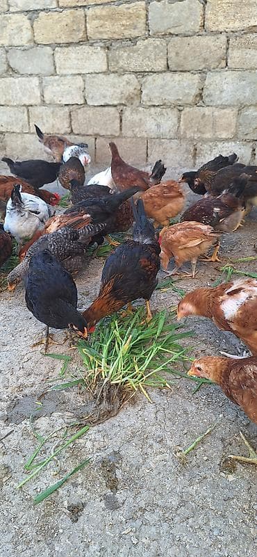 kənd çolpaları: Kend çolpaları .Qiymet 6 manat 50 qepik — 1