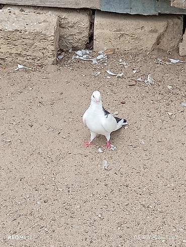 danışan quş: Biri maya biri erkeydi cüt deyiler qara boyun güllü erkeydi göy boyun — 1