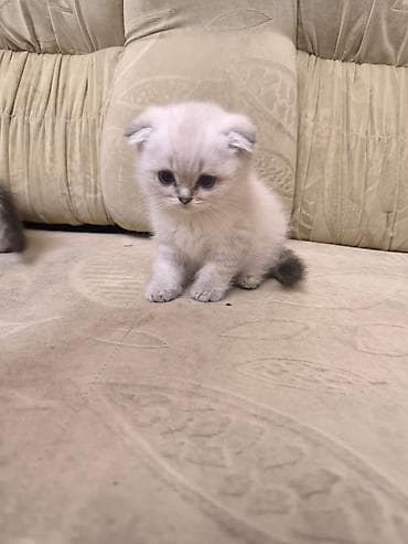 Şotland yastı qulaq — 9