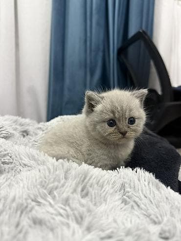 sirin pişik balalari: Britan — 3