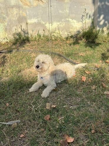 сколько стоит щенок акита ину: Пудель, 7 месяцев, Самец, С прививками, Самовывоз — 6