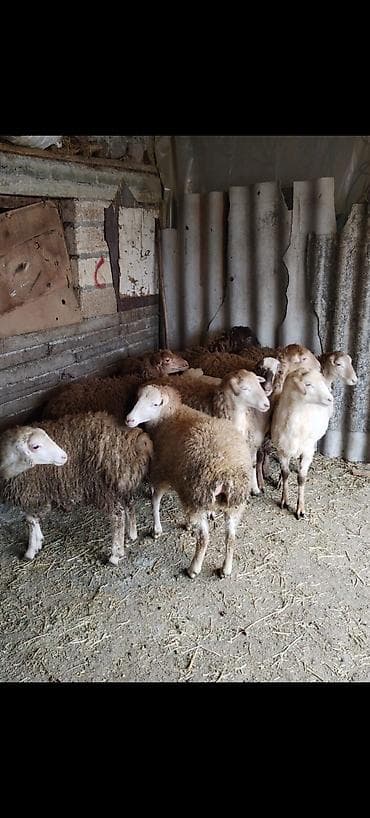 Qoyun sürüsü – qarışıq rəng və yaşda heyvanlar - Növ: Yerli cins