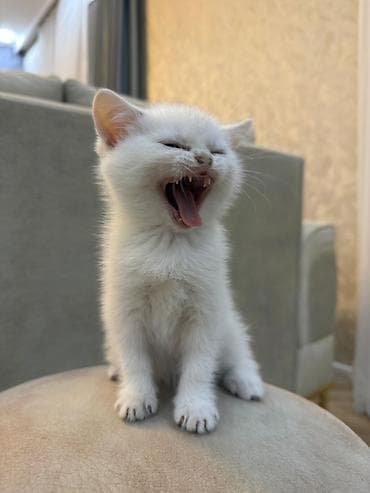 Akvariumlar: Safqanlı, uzun tüklü, yumru üzlü və iri mavi-göy gözlü balaca — 8