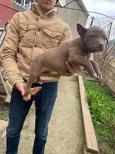 2 ay, Dişi, Peyvəndli, Ünvandan götürmə