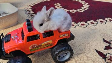 lider toyuq cinsi: Dovsan balalari topdan Ve tek satilir. Yerli ve cins balalar — 11