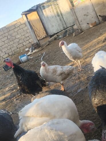 Коровы, быки: Məhsul: Hinduşka sürüsü (ağ və qara rəngli) Təsvir: - Şəkillərdə — 1