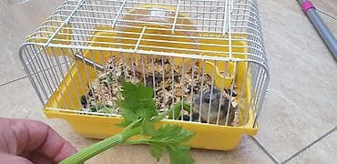 xomyak satilir: 7 hamster 3 boyuk 4 balası hamısı birliktə satiram qəfəsi ustundə — 4