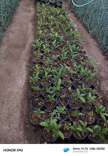 şeki: Məhsul: dekorativ kollar üçün əkilmiş fidanlar (qablarda) Təsvir: - — 3