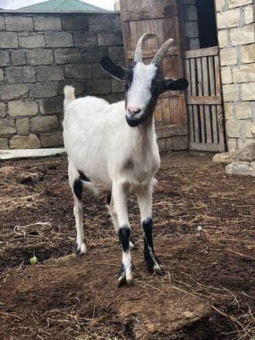 cins inekler: Keciler sağlamdrlar.Damazliğa yarayr.2side bogazdi.1 yaṣları — 4