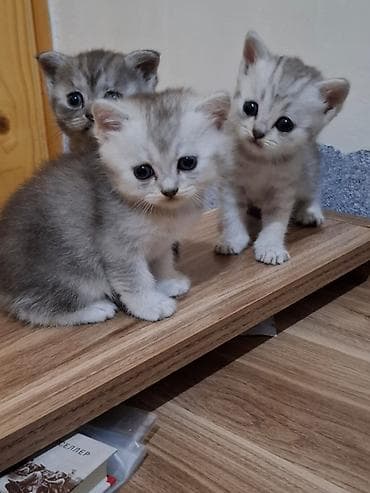 Şotland, Erkək, Dişi, Ünvandan götürmə lalafo.az -da Şotland, Erkək, Dişi, Ünvandan götürmə