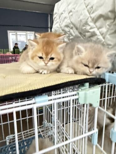 Gəmiricilər: Fars, Erkək, Dişi — 5