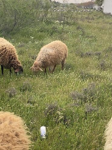 coban itleri haqqinda melumat: Qoyun sürüsü – ət və yun istiqamətli - Cins: yerli tip, uzun və sıx — 3