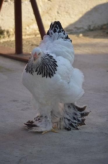 Gəmiricilər: Brama yumurtasi-2 Brama cucəsi-9 Tam mayali yumurta Hər nov brama — 7