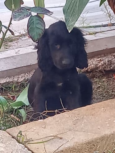 Koker spaniyel, 3 ay, Erkek, Ünvandan götürmə