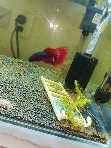 quslar type 1: 35.35.35 akva
11 balig tetra guppy Betta
güçlü filtre — 1