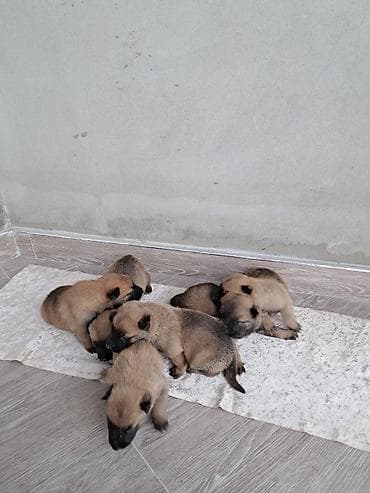 erkey danalar: Belçika çoban iti, 1 ay, Erkek, Peyvəndli, Ünvandan götürmə, Pulsuz çatdırılma — 2