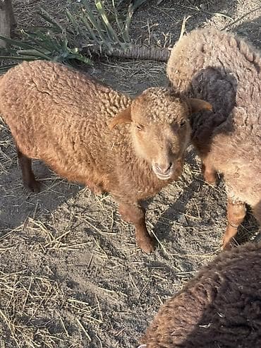 bala it sekilleri: Qoyun və quzu sürüsü - Cins: yerli qaragül/yerli xışıltılı tiplər — 3