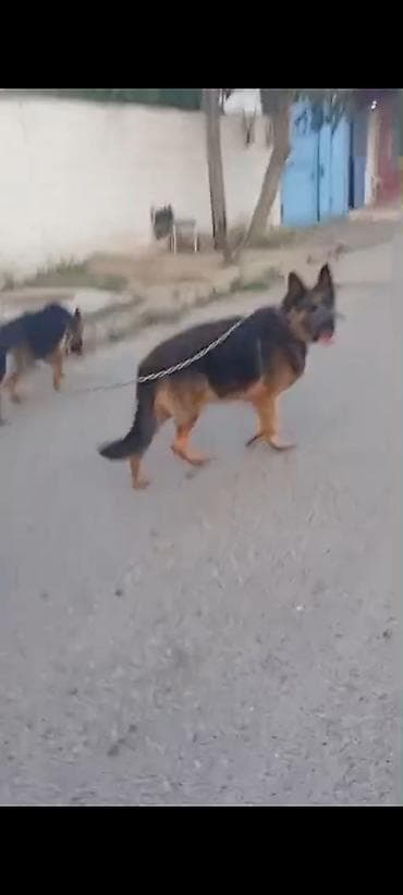 Alman çoban iti, 5 il, Erkək, Cütləşmə üçün