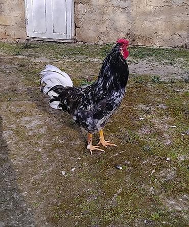 xoruz: Xoruz saglam ve aktivdir. Merdekandadir — 3