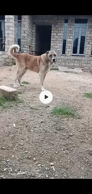 qus bazari bakida: Qurdbasar, 2 il, Erkek — 1