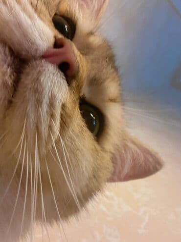 cütleşdirme: Золотая шиншилла, Самец, Для вязки, Бесплатная доставка, Платная доставка, Доставка в районы — 5