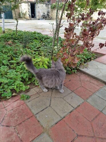 siam pişiyi qiyməti: Uzun tüklü boz pişik - Rəng: bərk boz (dumanı), bığ hissəsində və — 9