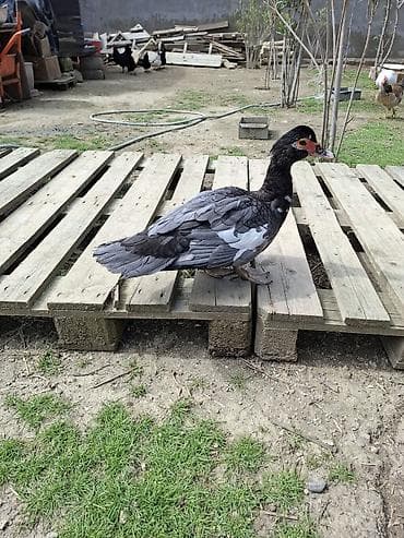 ördək: Satılır: muskovi ördəyi (indo-ördek) macar sortu yumurtayan - Rəng — 1