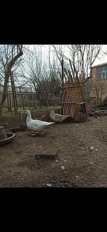 ov itleri satisi: Erkək, | Lal ördək, Ətlik — 2