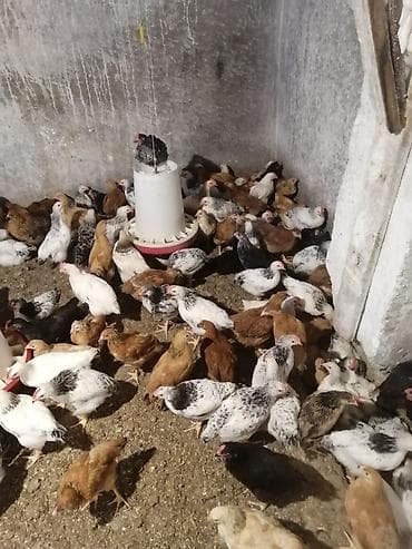 şahin quşu: Salam tam sağlam colpalardi damazdiqa yararlı çatdırma. var vacap — 1