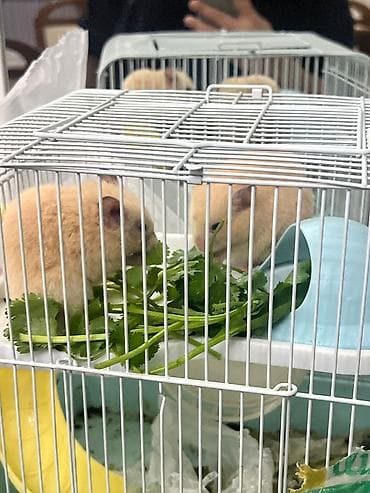 Hamsterlər və qəfəs dəsti Məhsul təsviri: - İki ədəd açıq-bej rəngli