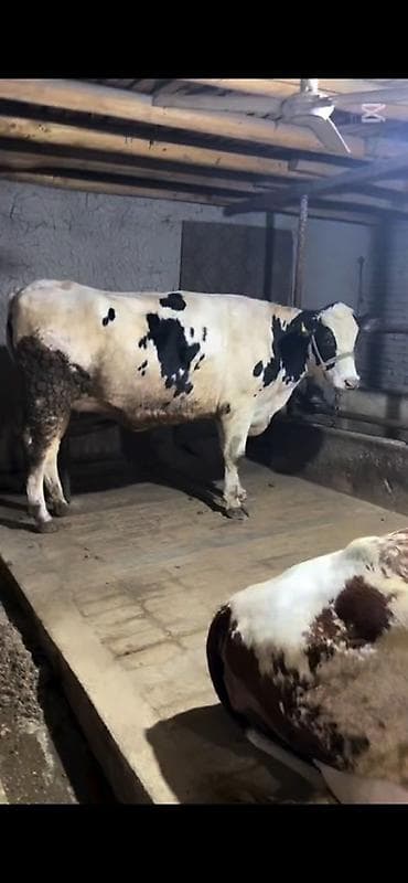 K/t heyvanları üçün mallar: Satılır 3 aylıq boğazdı — 1