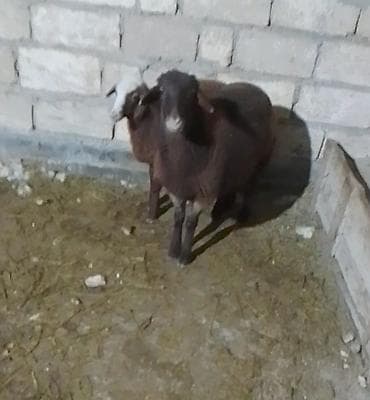 hissar qoyunu: Salam erkəy əmliy quzudu istəyən olsa diri çəkisi 13 manatlada verərəm — 1