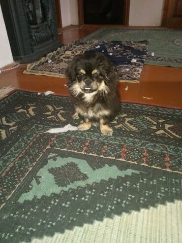 çin aslanı: Pekines — 3