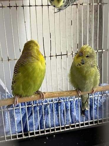 bülbül quşu: Cute hazır Çex quşlar, qızgın quşlardır ve temiz qan cex quşlardır — 10
